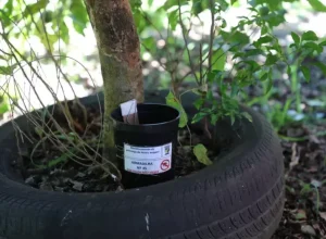 combate-dengue-pinhais