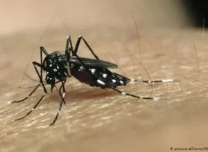 dengue