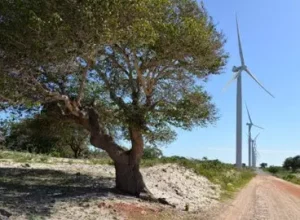 Parque eólico Alegria I - Divulgação