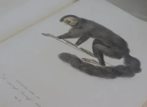 Foto: Janine Valente (MPEG)