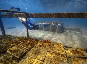 oceanos-grupo-boticario