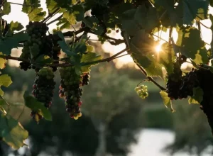 Vinhedos da Cooperativa Vinícola Aurora, em Pinto Bandeira (RS) - Foto: Anderson Pagani\Divulgação