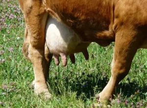 ceub_mastite bovina