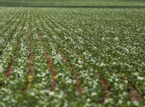 safra-agricultura