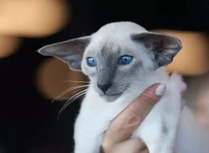 Evento de Gatos do GatoGrupo da Bahia