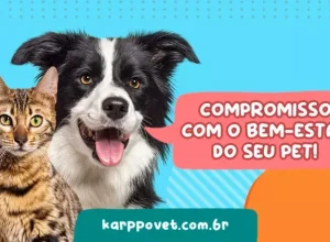 Case: Karppovet e Academia Amazon Sebrae impulsionam transformação digital no mercado pet