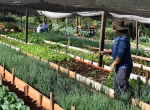 Horta comunitária do programa Cultivar Energia em Maringá