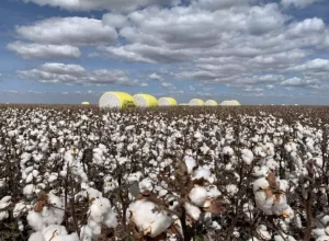 Abrapa-agroamazonia-algodao