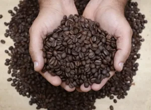 Indicações Geográficas