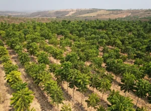 Mercado madeireiro no Brasil