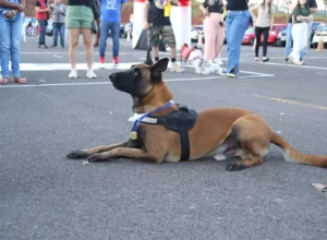 caominhada-londrina-2024