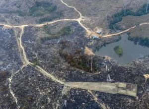 Incêndio florestal e queimadas em áreas financiadas com crédito rural na Amazônia | Foto: Marizilda Cruppe / Greenpeace