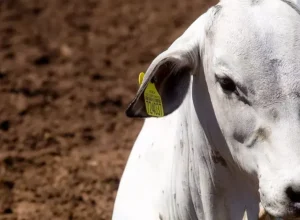 Durlicouros_rastreamento