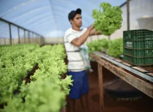 Com a tokenização, produtores transformam partes da colheita em um token, possibilitando sua venda no mercado conforme necessário. Crédito: André Borges/Agência Brasília