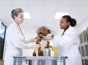 Localizada no estacionamento E2 do campus Ecoville da UP, a clínica oferece uma variedade de serviços Crédito: divulgação/Universidade Positivo