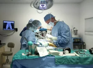 veterinário cirurgia