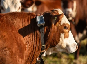 BELGO-Anuncia-investimento-em-AgTech-mirando-no-futuro-das-cercas-rurais-foto-divulgacao