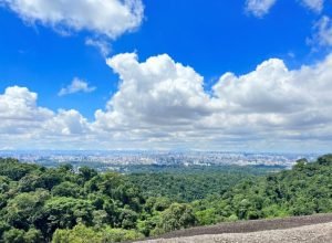 Floresta Cantareira