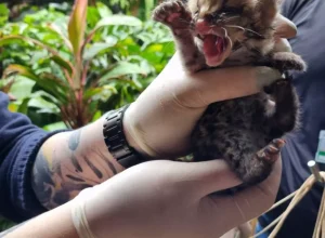 Fotos: divulgação.