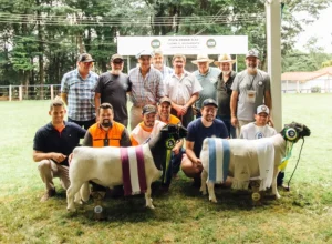 Julgamento-Ovinos-Expolondrina-Crédito-Divulgação