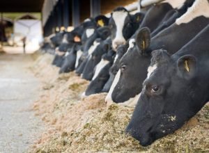 Phibro-apresenta-solucoes-para-garantir-a-saude-bem-estar-e-a-alta-produtividade-de-vacas-na-Agroleite-Foto-Divulgacao