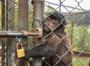 Foto de Gustavo Figueiroa – Instituto Libio