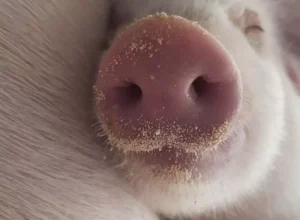 VETANCO-3-Concurso-Fotografico-Bacon-Lovers-Credito-Fabiana-Knaut-Santos-Caibi-SC