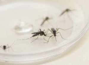 Mosquito Aedes aegypti. Curitiba, 04/12/2015. Foto: Pedro Ribas/ANPr