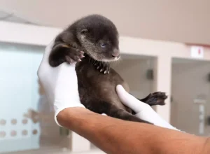 Foto_Michelle_Einsiedel_-_Itaipu_Binacional