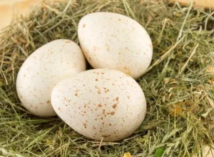 O governo brasileiro recebeu com satisfação o anúncio da abertura do mercado boliviano para a exportação de ovos férteis de peru (meleagris gallopavo) do Brasil. As autoridades sanitárias da Bolívia aceitaram a proposta brasileira de certificado sanitário internacional (CSI), que a partir de agora servirá de amparo às exportações daquele produto. Entre janeiro e novembro de 2023, o Brasil exportou US$ 389 milhões em produtos agropecuários para a Bolívia, superando o montante exportado para o país vizinho durante todo o ano de 2022, com destaque para produtos florestais, bebidas e rações para animais. Em 2023, o Brasil logrou abrir 76 novos mercados – em 38 países – para produtos do agronegócio. Tais resultados são fruto do trabalho conjunto do Ministério da Agricultura e Pecuária (Mapa) e do Ministério das Relações Exteriores (MRE).
