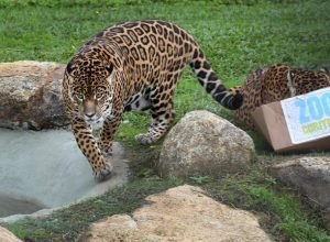 onca-pintada-zoo-curitiba