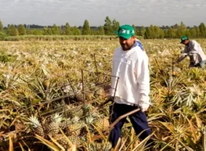 jornada-6x1-agro-parana