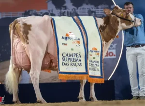 Fato inédito no Agroleite: Holandesa Vermelha e Branca brilha, leva o título de Suprema e entra para a Calçada da Fama