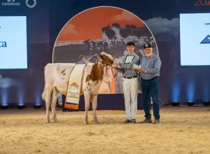 Raça Holandesa Vermelha e Branca Jovem abre os julgamentos no Agroleite 2026