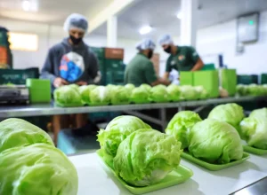 Paraná bate recorde de investimento em alimentos orgânicos nas escolas