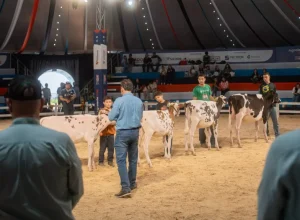 Escola de Juízes estreia no Agroleite 2026 e incentiva formação de novos talentos para o julgamento da raça Holandesa