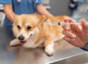 veterinario-cuidando-de-cachorro-de-estimacao-pet